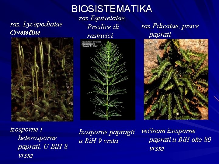 BIOSISTEMATIKA raz. Lycopodiatae Crvotočine izosporne i heterosporne paprati. U Bi. H 8 vrsta raz.