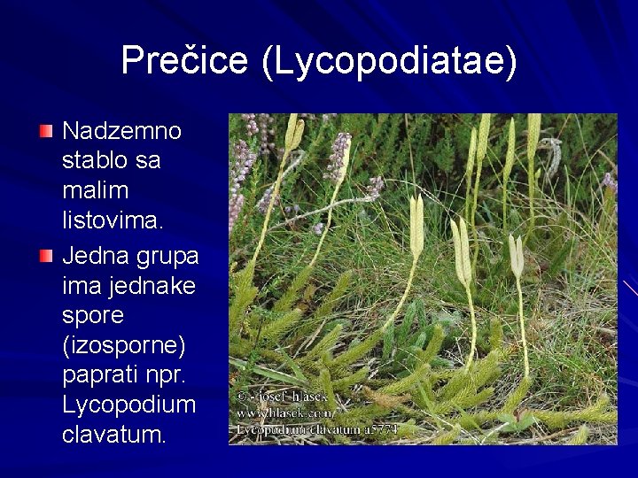 Prečice (Lycopodiatae) Nadzemno stablo sa malim listovima. Jedna grupa ima jednake spore (izosporne) paprati