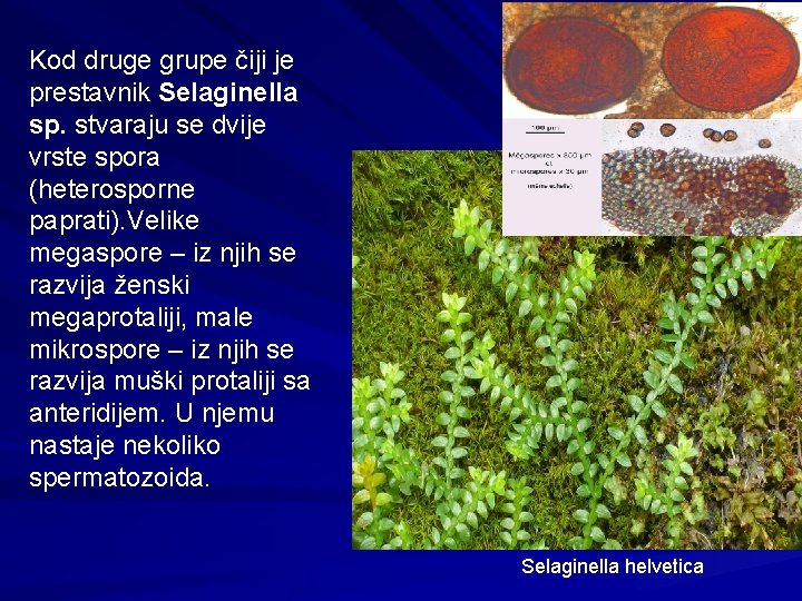 Kod druge grupe čiji je prestavnik Selaginella sp. stvaraju se dvije vrste spora (heterosporne
