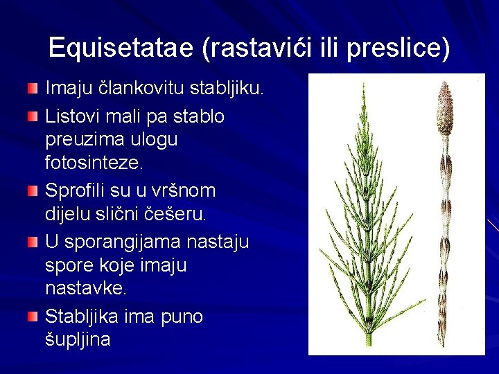 Equisetatae (rastavići ili preslice) Imaju člankovitu stabljiku. Listovi mali pa stablo preuzima ulogu fotosinteze.