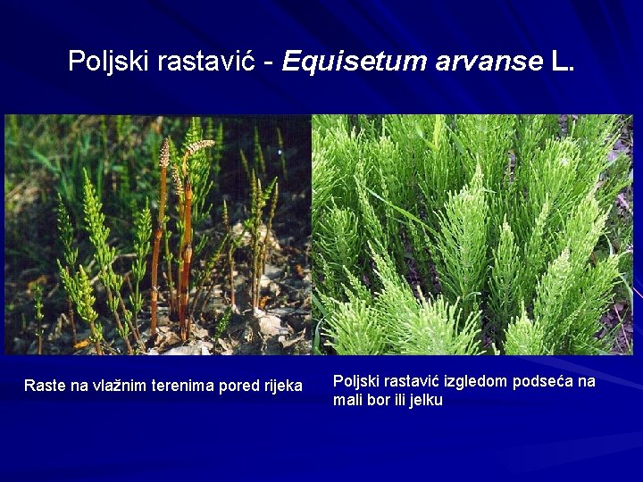 Poljski rastavić - Equisetum arvanse L. Raste na vlažnim terenima pored rijeka Poljski rastavić