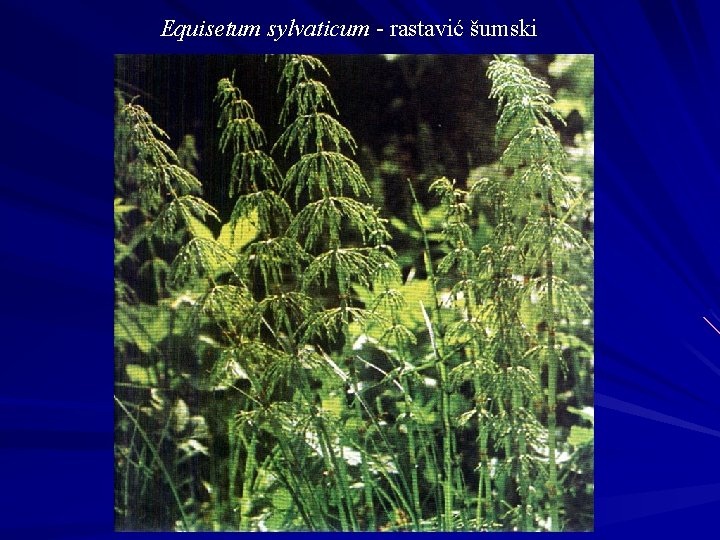 Equisetum sylvaticum - rastavić šumski 