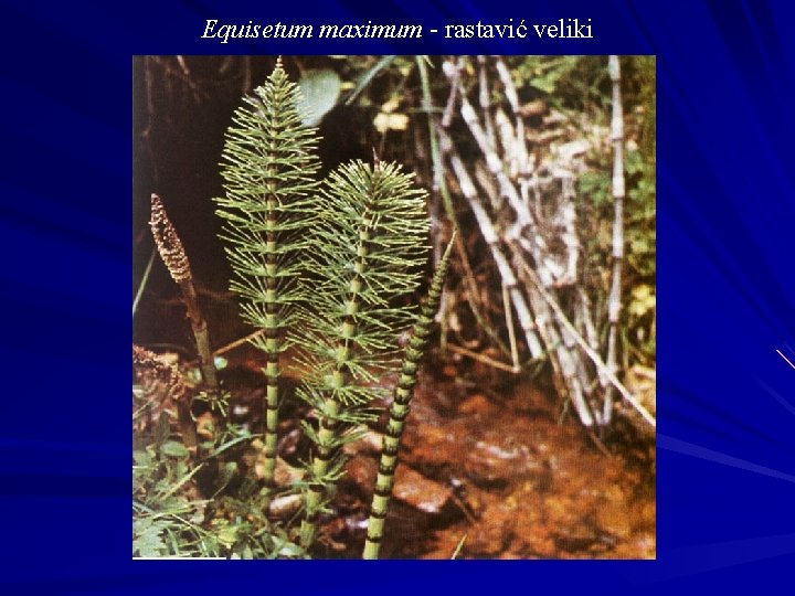 Equisetum maximum - rastavić veliki 