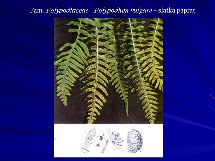 Fam. Polypodiaceae Polypodium vulgare - slatka paprat 