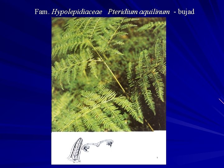 Fam. Hypolepidiaceae Pteridium aquilinum - bujad 