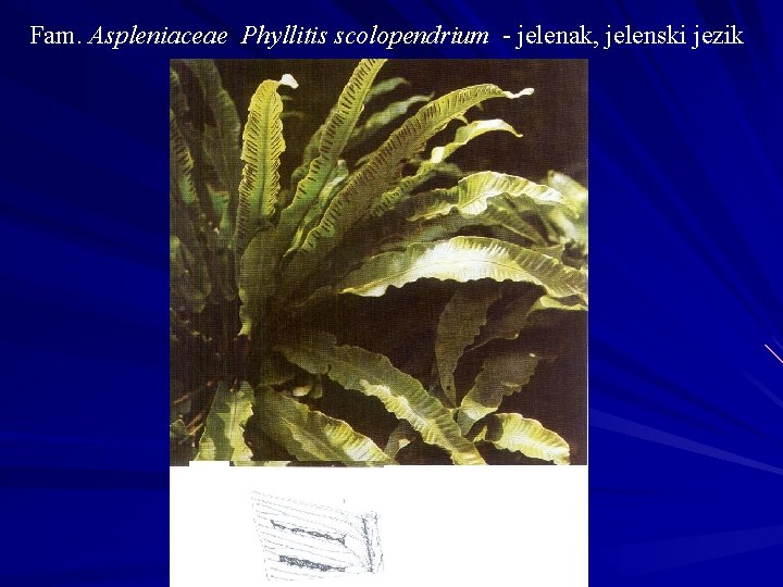 Fam. Aspleniaceae Phyllitis scolopendrium - jelenak, jelenski jezik 