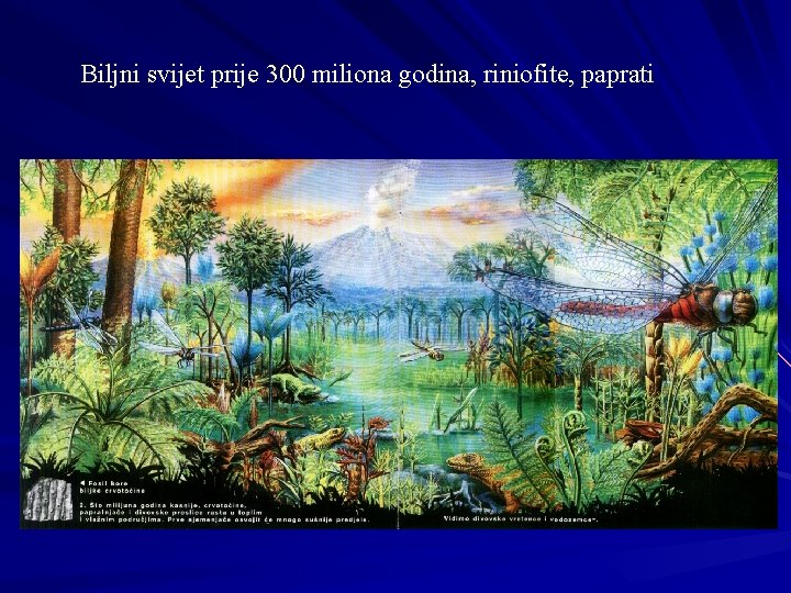 Biljni svijet prije 300 miliona godina, riniofite, paprati 
