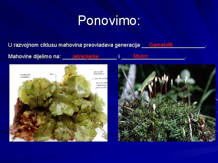 Ponovimo: U razvojnom ciklusu mahovina preovladava generacija ___________. Gametofit Musci Mahovine dijelimo na: _________