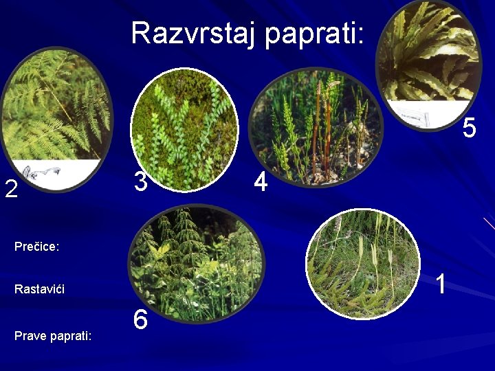 Razvrstaj paprati: 5 2 3 4 Prečice: 1 Rastavići Prave paprati: 6 