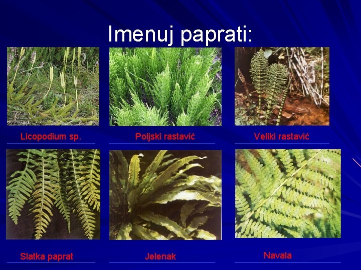 Imenuj paprati: Licopodium sp. Slatka paprat Poljski rastavić Jelenak Veliki rastavić Navala 