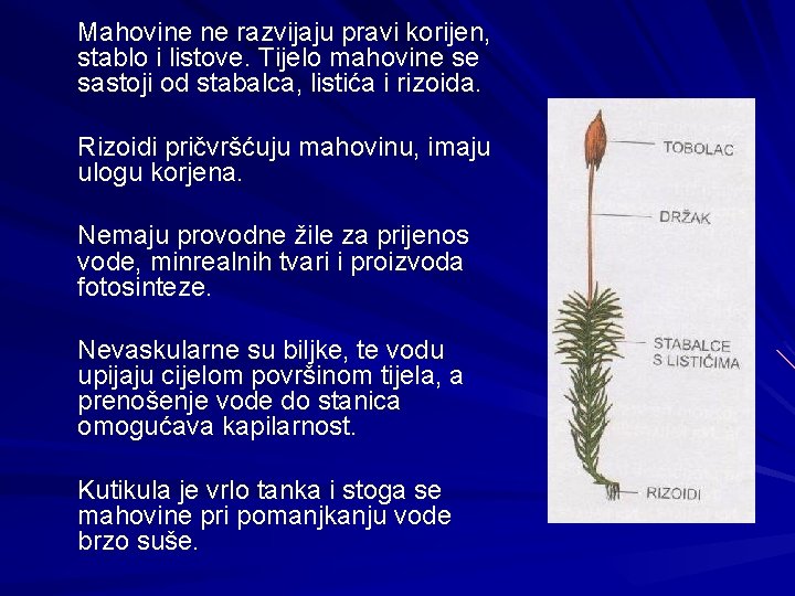 Mahovine ne razvijaju pravi korijen, stablo i listove. Tijelo mahovine se sastoji od stabalca,