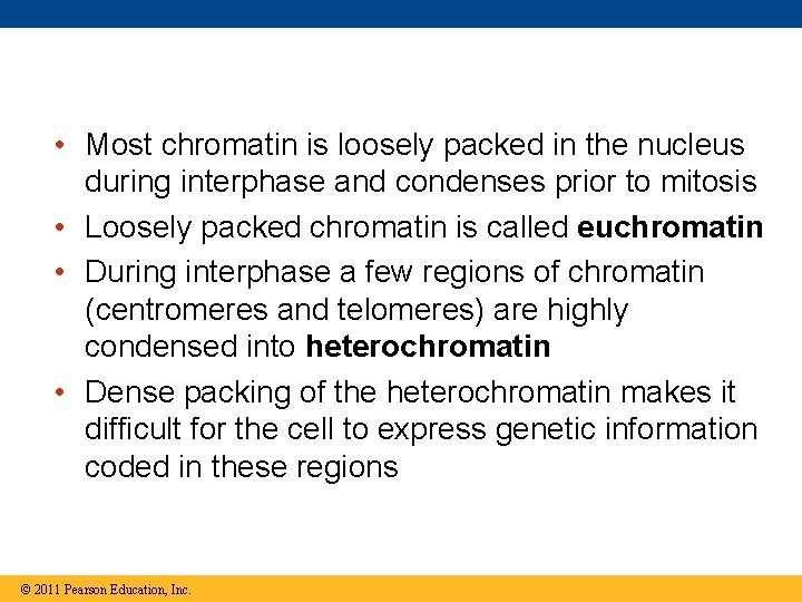  • Most chromatin is loosely packed in the nucleus during interphase and condenses