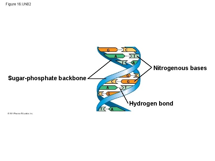 Figure 16. UN 02 C G A T T A G Sugar-phosphate backbone C