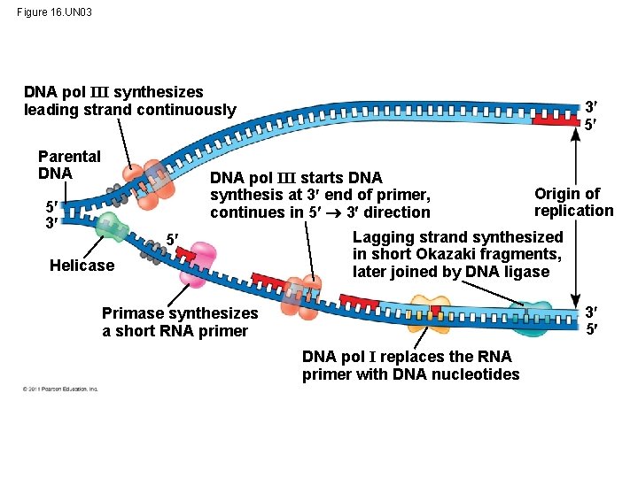 Figure 16. UN 03 DNA pol III synthesizes leading strand continuously Parental DNA 3