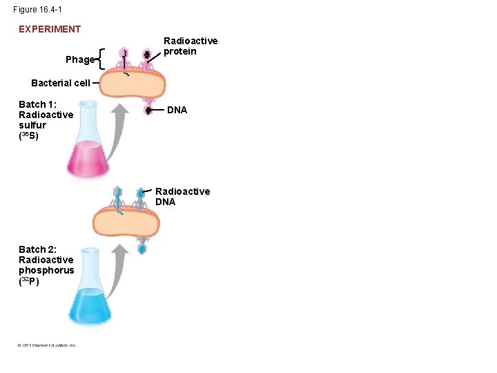 Figure 16. 4 -1 EXPERIMENT Phage Radioactive protein Bacterial cell Batch 1: Radioactive sulfur