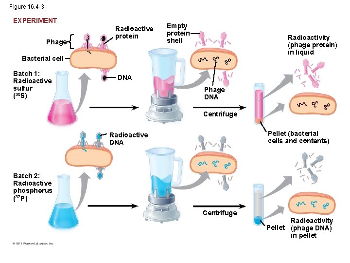 Figure 16. 4 -3 EXPERIMENT Phage Radioactive protein Empty protein shell Radioactivity (phage protein)