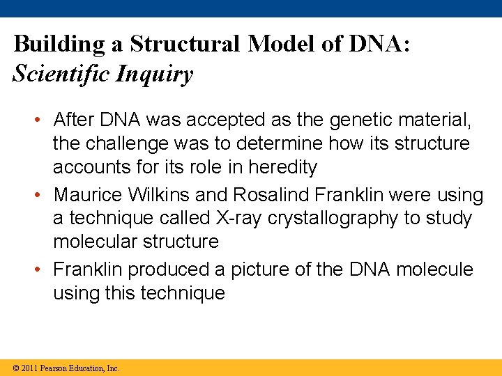 Building a Structural Model of DNA: Scientific Inquiry • After DNA was accepted as