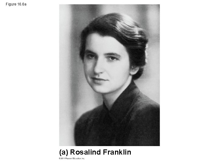 Figure 16. 6 a (a) Rosalind Franklin 