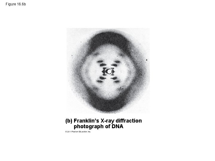 Figure 16. 6 b (b) Franklin’s X-ray diffraction photograph of DNA 