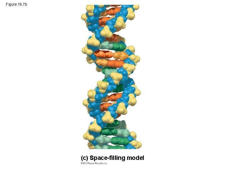 Figure 16. 7 b (c) Space-filling model 