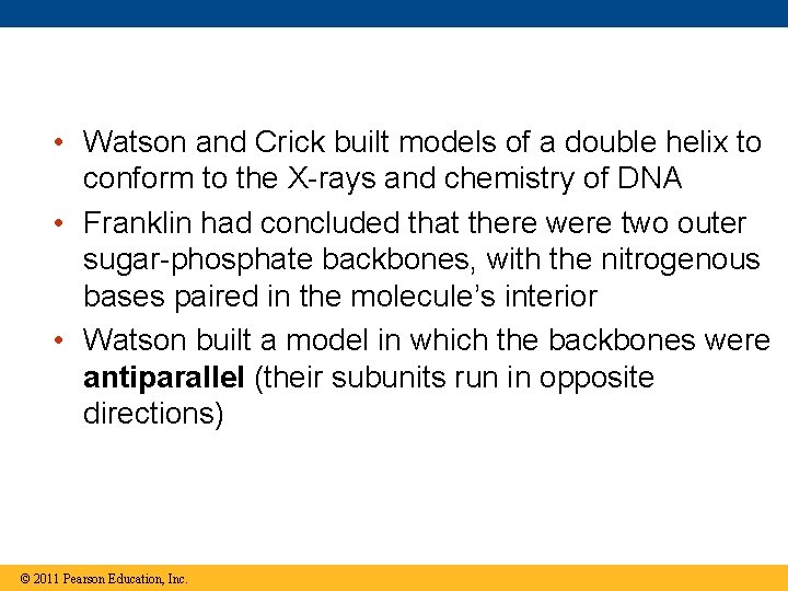  • Watson and Crick built models of a double helix to conform to