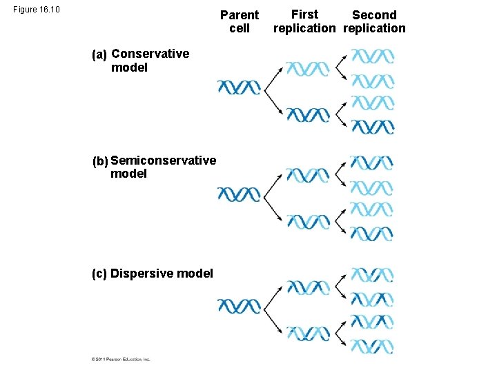 Figure 16. 10 Parent cell (a) Conservative model (b) Semiconservative model (c) Dispersive model