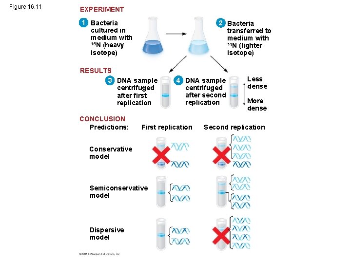 Figure 16. 11 EXPERIMENT 1 Bacteria cultured in medium with 15 N (heavy isotope)