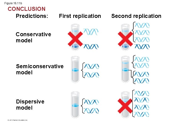 Figure 16. 11 b CONCLUSION Predictions: First replication Conservative model Semiconservative model Dispersive model