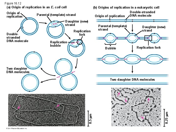 Figure 16. 12 (a) Origin of replication in an E. coli cell Origin of