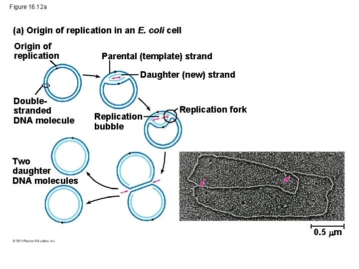 Figure 16. 12 a (a) Origin of replication in an E. coli cell Origin