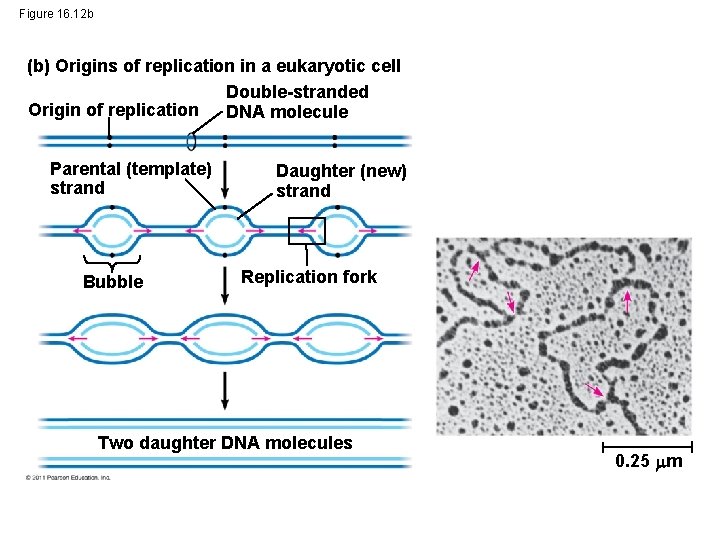 Figure 16. 12 b (b) Origins of replication in a eukaryotic cell Double-stranded Origin