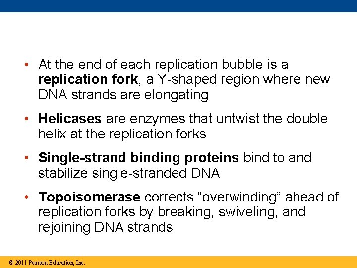  • At the end of each replication bubble is a replication fork, a