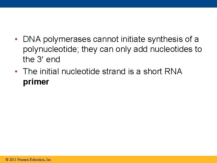  • DNA polymerases cannot initiate synthesis of a polynucleotide; they can only add