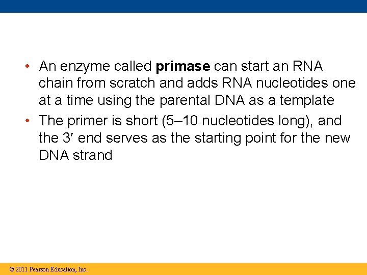  • An enzyme called primase can start an RNA chain from scratch and