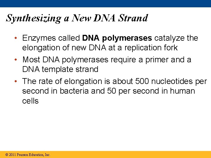 Synthesizing a New DNA Strand • Enzymes called DNA polymerases catalyze the elongation of