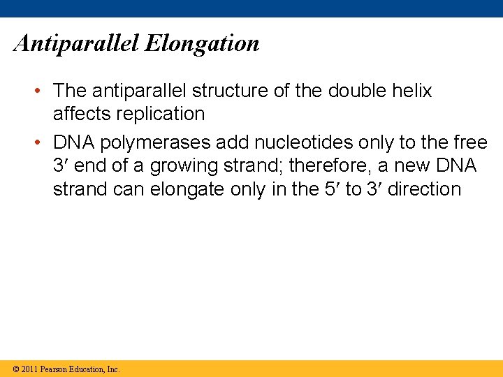 Antiparallel Elongation • The antiparallel structure of the double helix affects replication • DNA