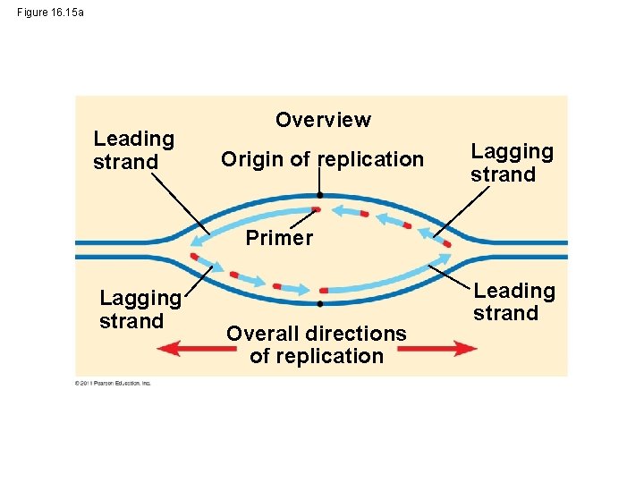 Figure 16. 15 a Leading strand Overview Origin of replication Lagging strand Primer Lagging