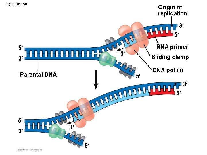Figure 16. 15 b Origin of replication 3 5 RNA primer 5 3 3