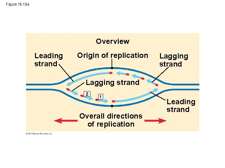 Figure 16. 16 a Overview Leading strand Origin of replication Lagging strand 2 1