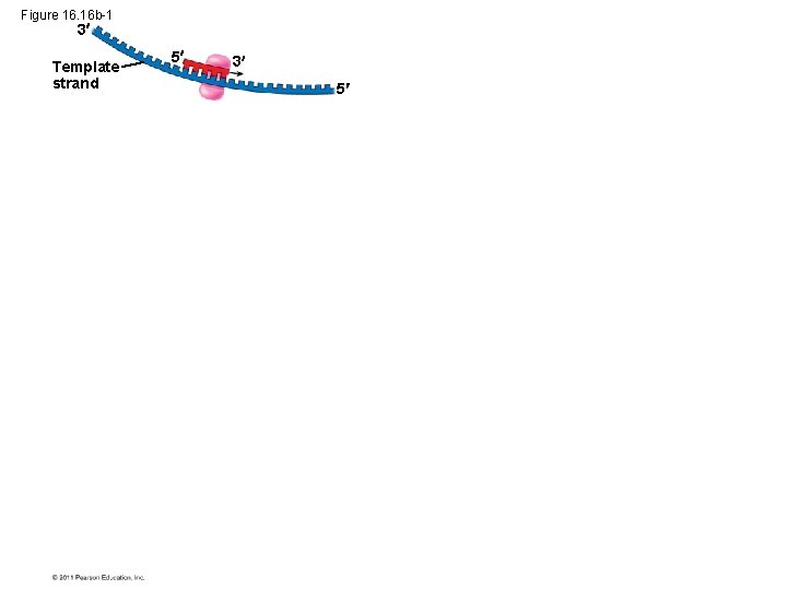 Figure 16. 16 b-1 3 Template strand 5 3 5 