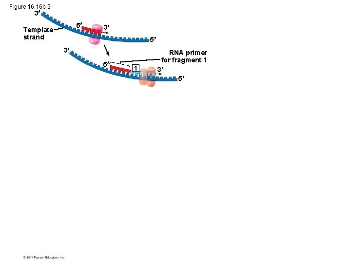 Figure 16. 16 b-2 3 5 Template strand 3 5 1 RNA primer for