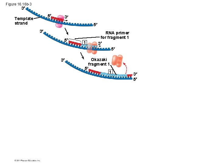 Figure 16. 16 b-3 3 5 Template strand 3 5 3 1 RNA primer