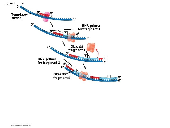 Figure 16. 16 b-4 3 5 Template strand 3 5 1 3 RNA primer