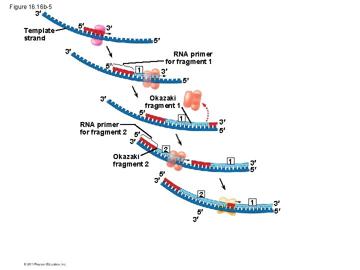 Figure 16. 16 b-5 3 5 Template strand 3 5 1 3 RNA primer