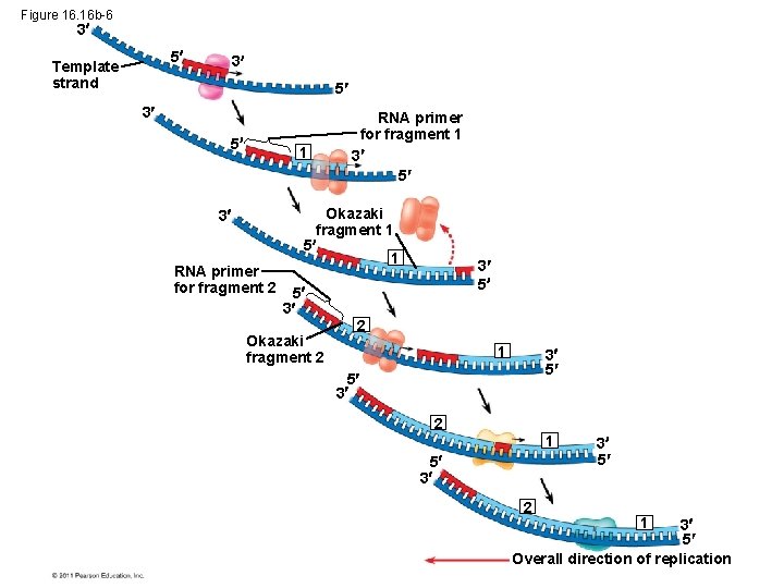 Figure 16. 16 b-6 3 5 Template strand 3 5 1 3 RNA primer