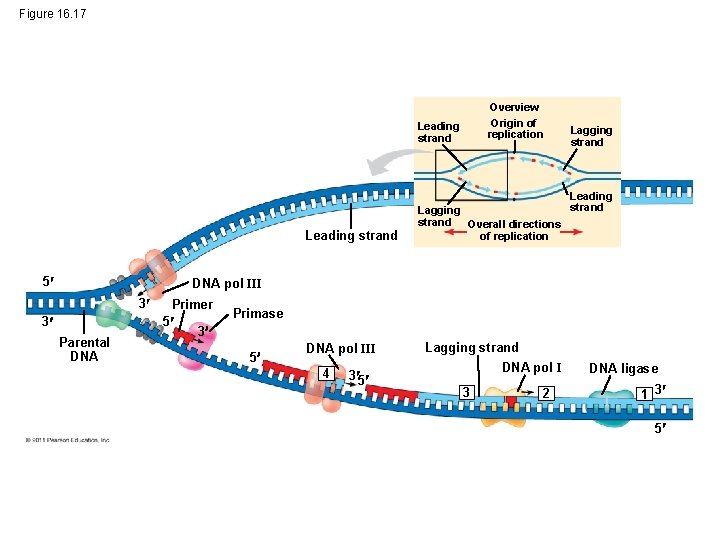 Figure 16. 17 Overview Origin of replication Leading strand 5 Lagging strand Overall directions