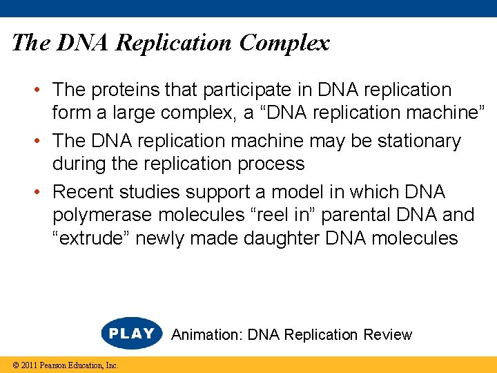 The DNA Replication Complex • The proteins that participate in DNA replication form a