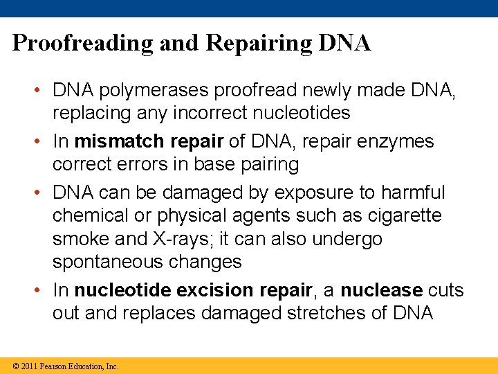 Proofreading and Repairing DNA • DNA polymerases proofread newly made DNA, replacing any incorrect