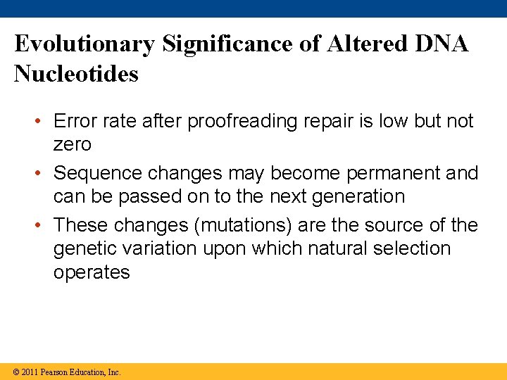 Evolutionary Significance of Altered DNA Nucleotides • Error rate after proofreading repair is low
