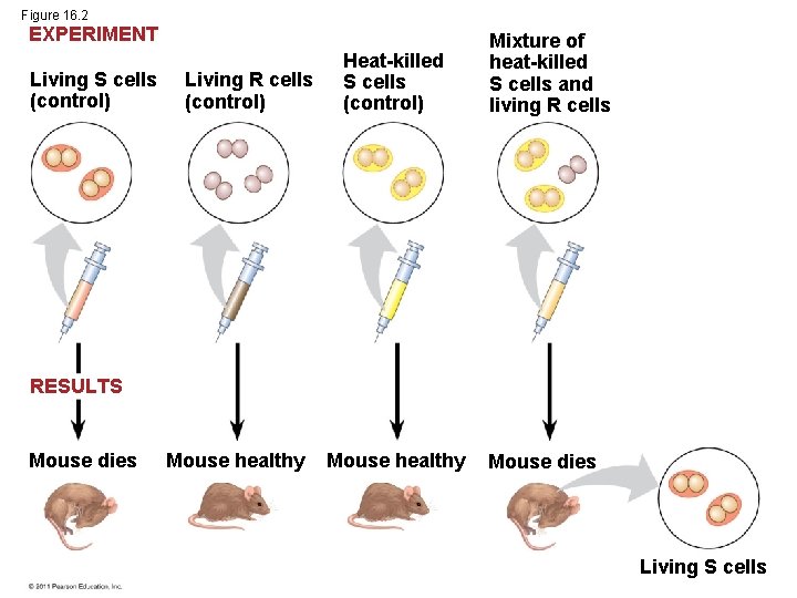 Figure 16. 2 EXPERIMENT Living S cells (control) Living R cells (control) Heat-killed S